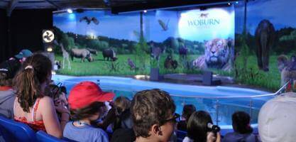 Large 3D screen moves in near sea lions in Woburn Safari Park | Camstage